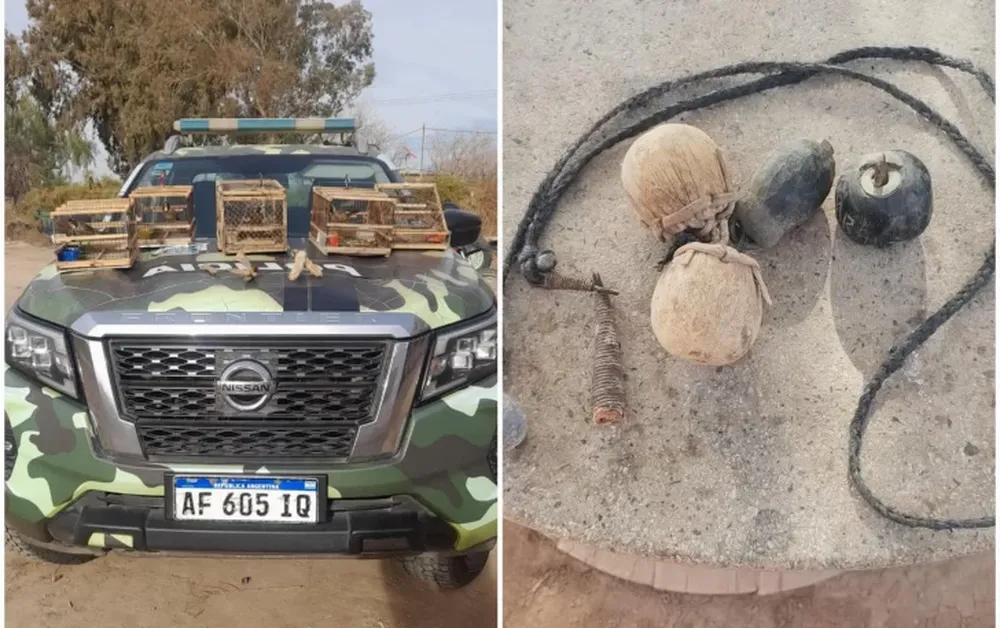 Secuestraron perros galgos, aves autóctonas y elementos de caza: hay 5 detenidos