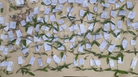 Un oasis ilegal: encontraron 122 plantas de marihuana a orillas del Río San Juan