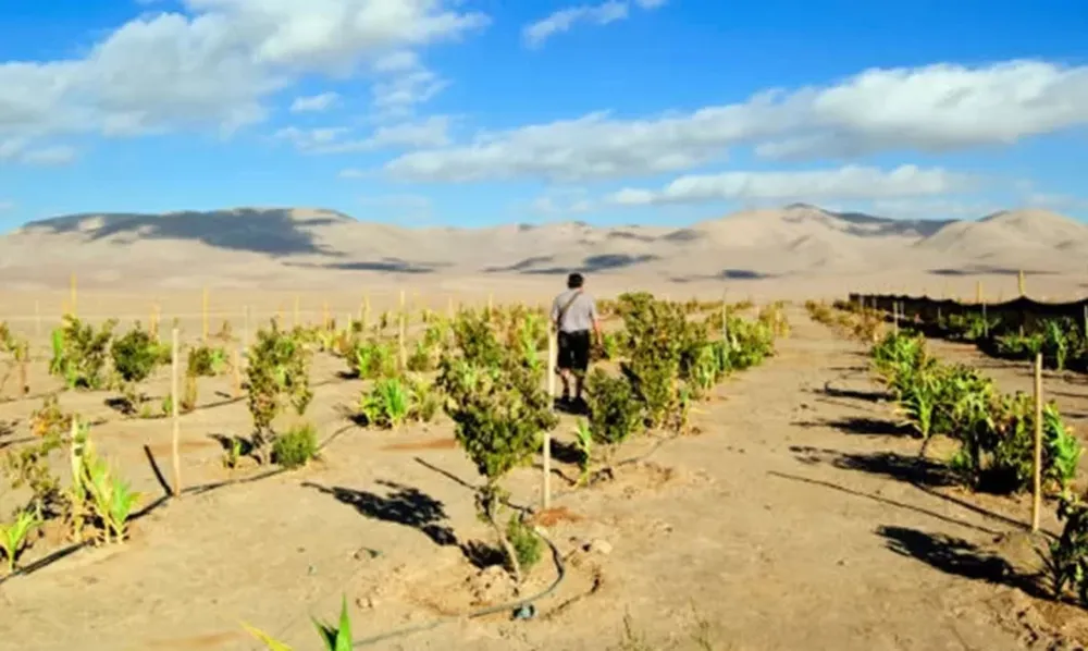 CULTIVOS EN LA ALTURA del desierto de Atacama, en Chile, una muestra de la persitencia del hombre por obtener alimentos en condiciones adversas.