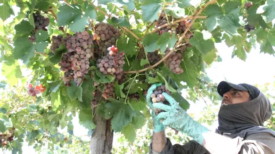 Cierran aumento del 40% para los trabajadores vitivinícolas