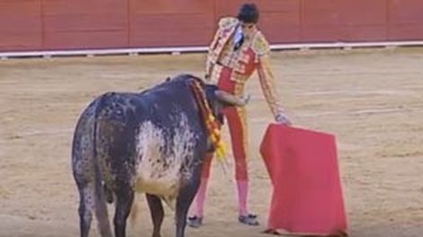 Impactante: difunden video del momento en el que el torero fallecido recibe la cornada fatal