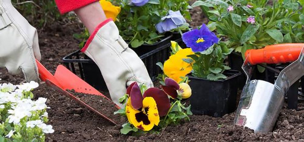 Desde casa, aprenda sobre jardinería