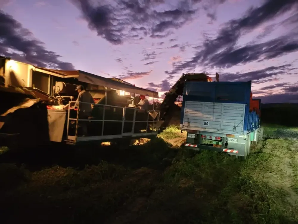 La difícil situación que vive el sector del tomate para industria