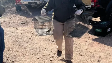 Diario de Cuyo | La Secretaría de Ambiente se encargó de trasladar los cardenales amarillos a  San Luis.