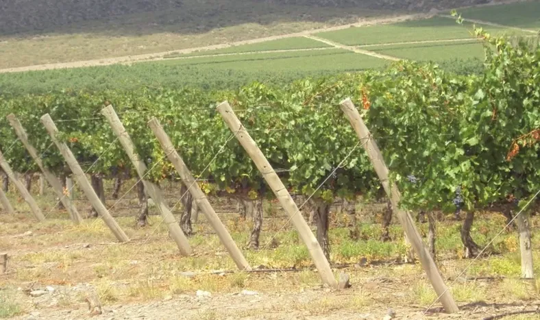 El INV hizo un relevamiento donde analiza la vitivinicultura 2010-2019