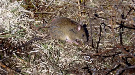 Murió una mujer de hantavirus en Bariloche y aislaron a más de 20 personas