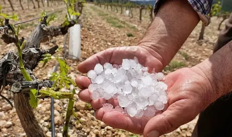 En lo que va del año, 2.770 hectáreas de cultivo fueron dañadas por lluvias y granizo.