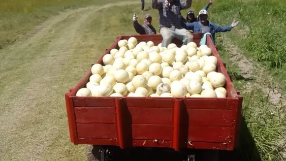 Boom fotográfico para el melón de Media Agua – San Juan