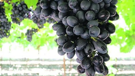 Autumn Crip y Adora Seedless, nuevas variedades de mesa