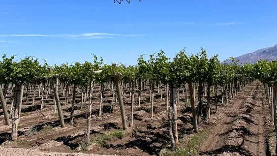 NUEVO ACTOR. Los drones fueron incorporados por primera vez en la fumigación anterior de Sanidad Vegetal.