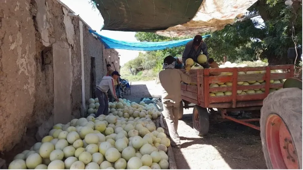 Buena venta de melones a pesar de la piedra