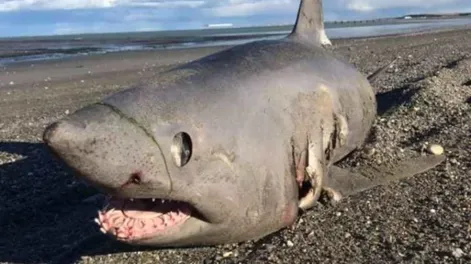 Salió a caminar por la playa y se topó con un ¡tiburón!