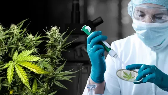 Evalúan uso del cannabis farmacéutico para tratar la epilepsia focal en adultos