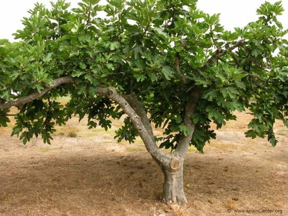 El árbol de la historia