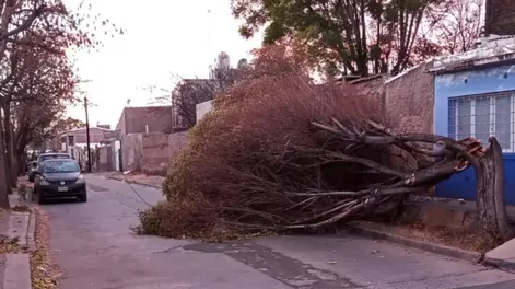 Árboles caídos, voladuras de techo, vidrios rotos y clases suspendidas en Mendoza por el Zonda