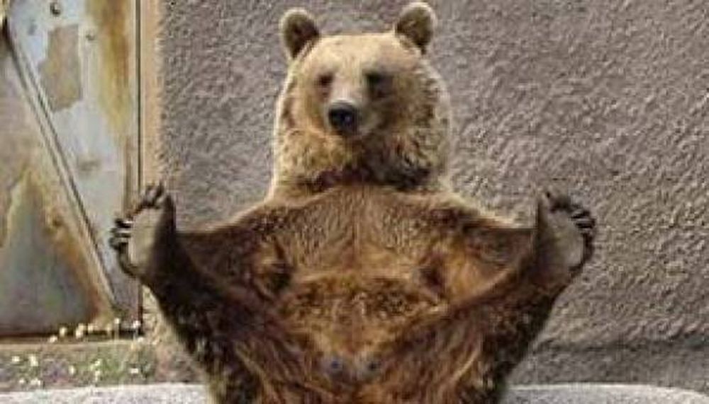 Una osa que hace yoga