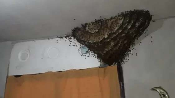 Sorprenden colmena “ocupa” de habitación
