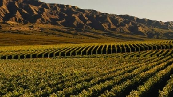 En 10 años disminuyó la superficie de viñedos para vinos y creció la de pasas