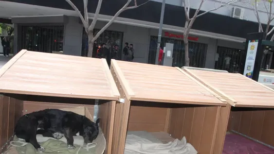 Los perros callejeros de la peatonal céntrica ya tienen cuchas para descansar cómodamente.