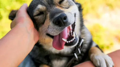 ¿Cuál es el nombre más común para ponerle a tu perro?