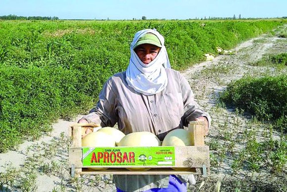 La experiencia de Aprosar, con los melones de Media Agua