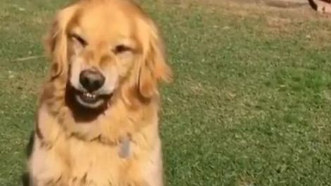 Un perro festejó su cumpleaños pero se negó a compartir la torta y fue furor en las redes