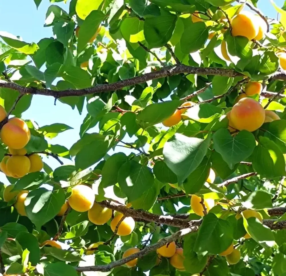 Cosechan damascos en las cálidas tierras albardoneras