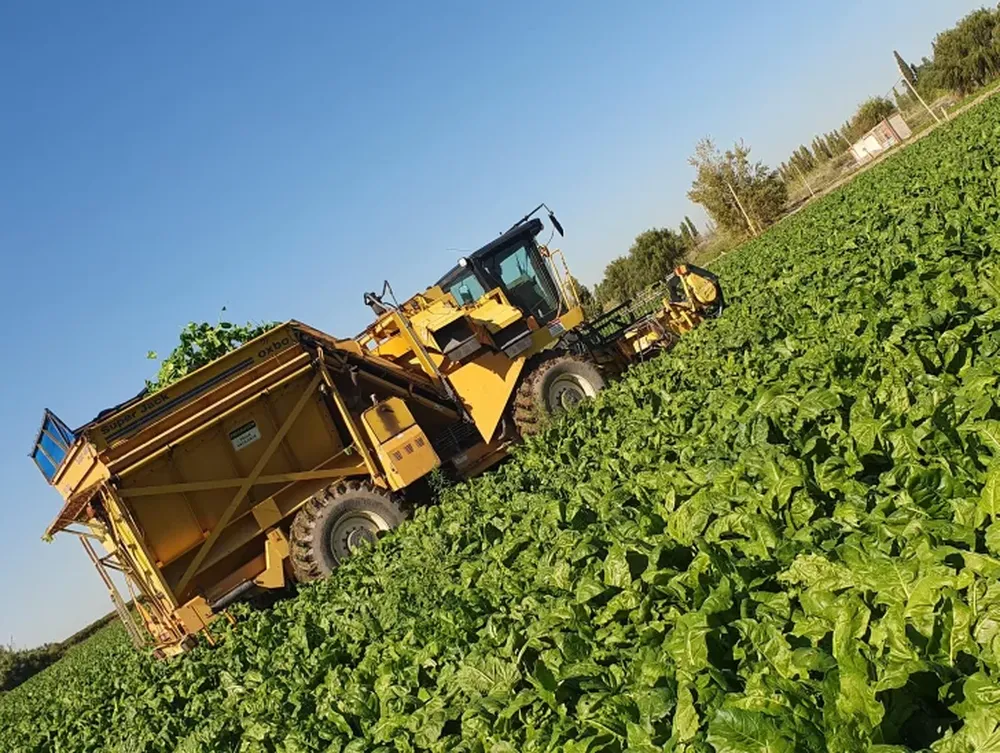 Hortalizas de invierno