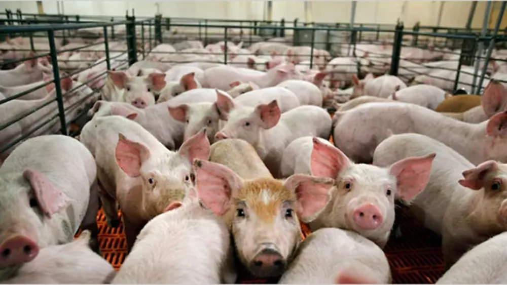 Octubre terminó con récord en precios para el cerdo