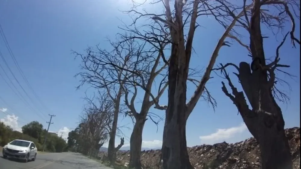 Extremar medidas para regar el arbolado público