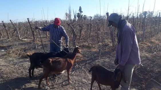 Llevaban 10 cabras robadas en un auto, vieron a la Policía, las abandonaron y huyeron