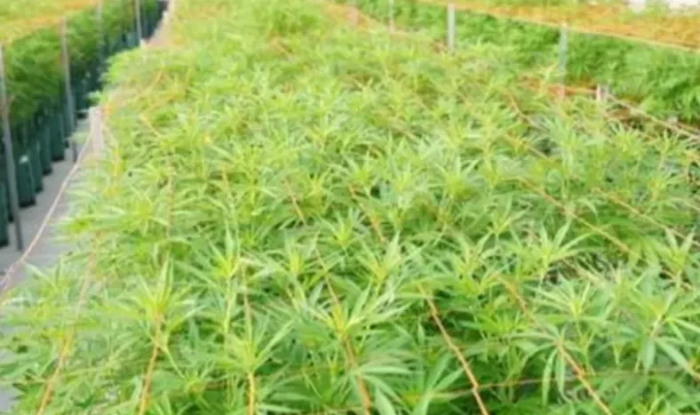 La empresa sanjuanina de cannabis entregó el primer lote de aceite para pacientes con epilepsia refractaria