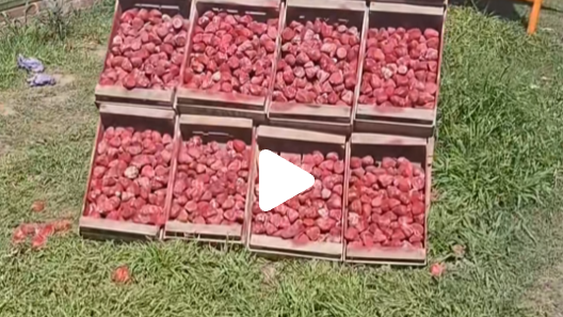 Un truco viral: venden frutillas en la Ruta 11, pero en el puesto muestran réplicas de piedra pintada.