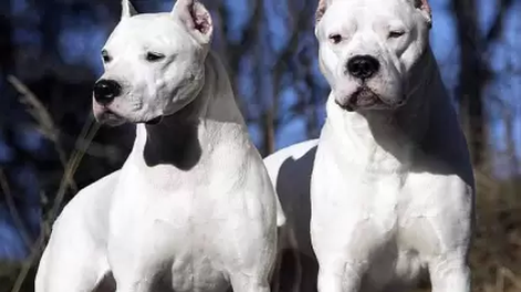 dos dogos atacaron y mataron a un perro comunitario