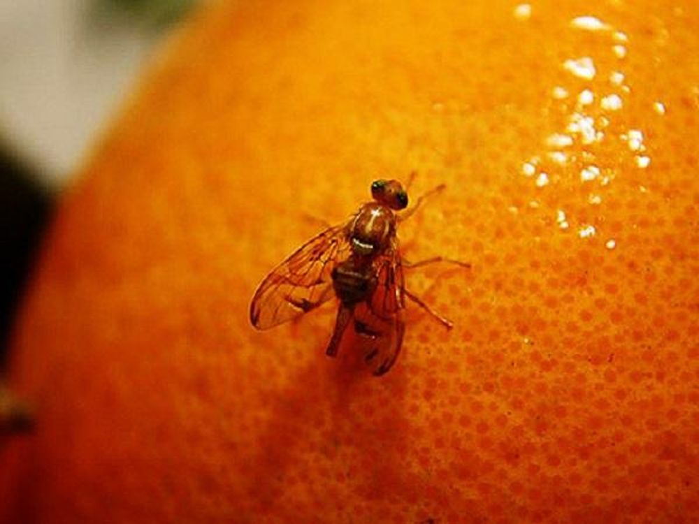 Limón sin mosca de la fruta