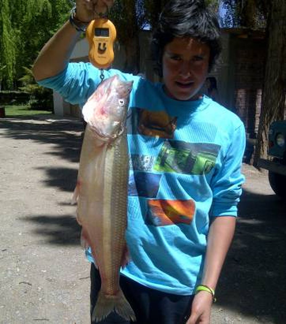 Atraparon un pejerrey gigante