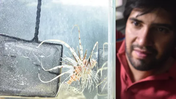 Un pez asiático y con espinas venenosas es la estrella del Parque de la Biodiversidad
