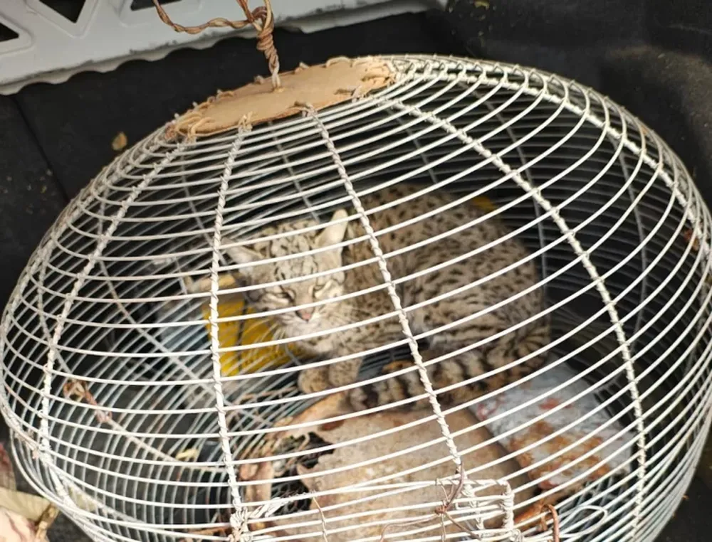 Un vecino de San Martín tenía en su casa a un gato montés herido