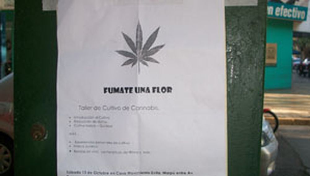 Pese a ser ilegal, promocionan el cultivo de cannabis en la provincia