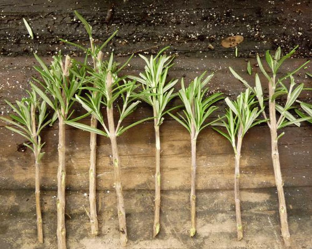 Multiplicar tus plantas