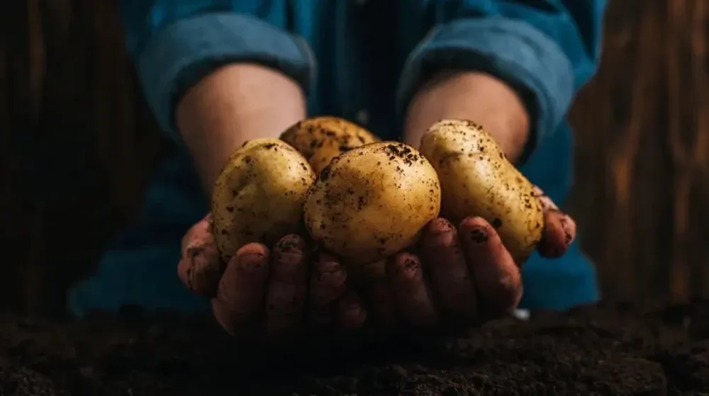 Las casas para humanos en Marte podrían fabricarse con papas