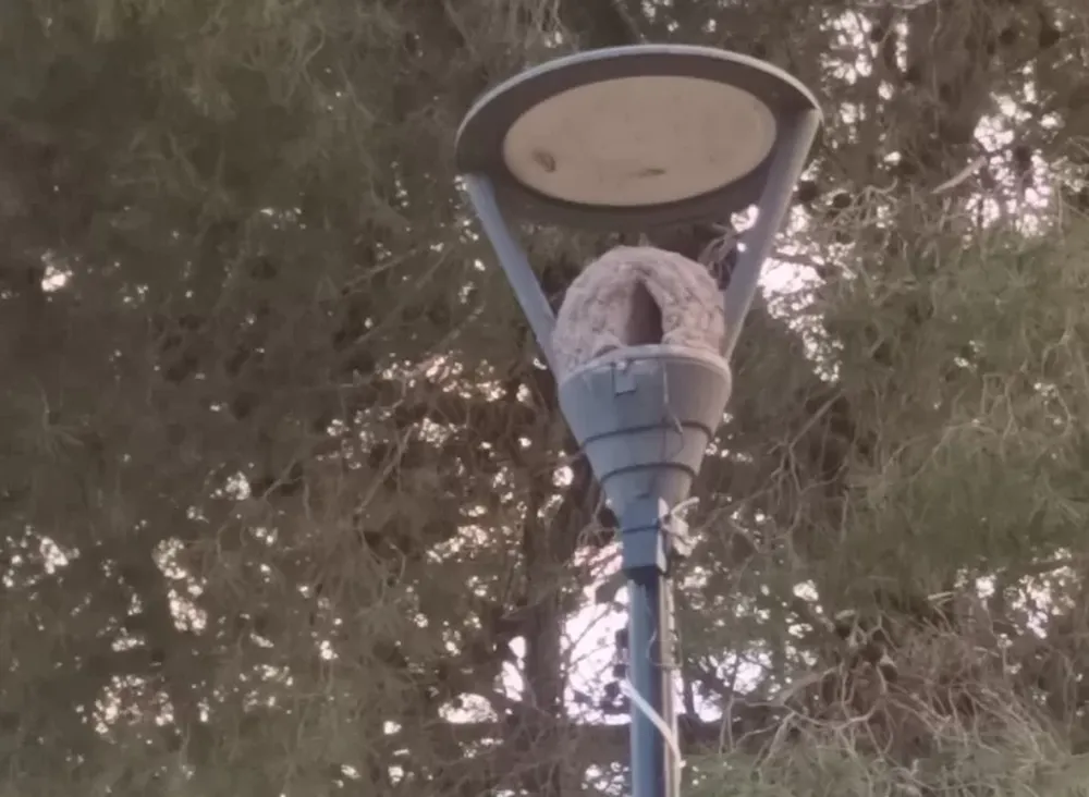 Laboriosidad e ingenio de los pájaros horneros