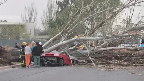 Viento trágico: una mujer murió aplastada por un árbol que cayó sobre su auto