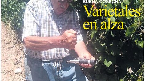 Cosecha de uvas para varietales suma una mayor demanda nacional