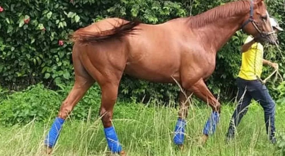 Dos niños terminaron en el hospital luego de caer de un caballo