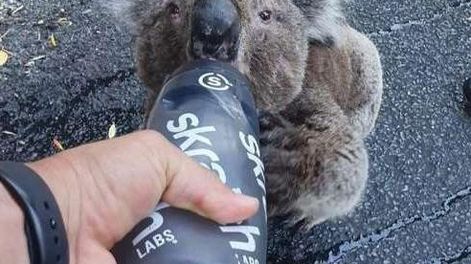 En medio de los incendios en Australia un koala buscó la ayuda de un grupo ciclistas