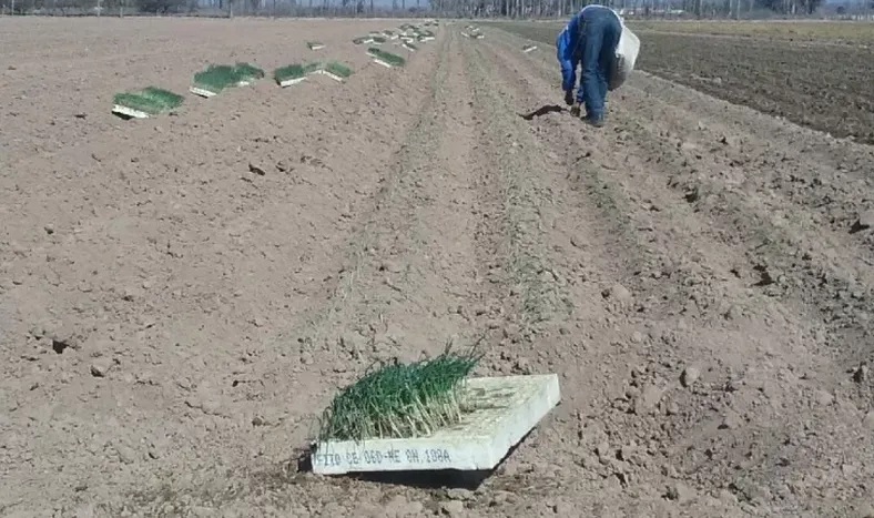 Trasplante de cebolla