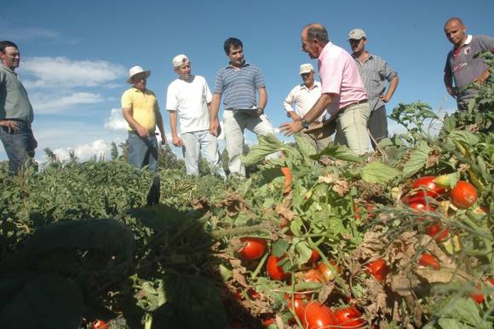 Productores tomateros apuestan a elevar rindes frente a bajos precios