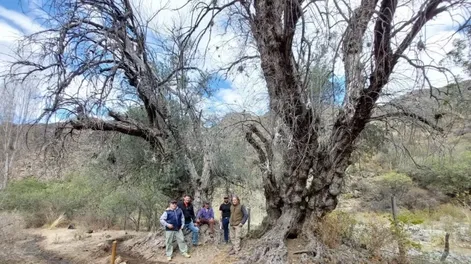 Los olivos más viejos de San Juan están en Valle Fértil