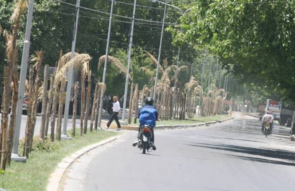 El centenar de palmeras que duró tan sólo un año
